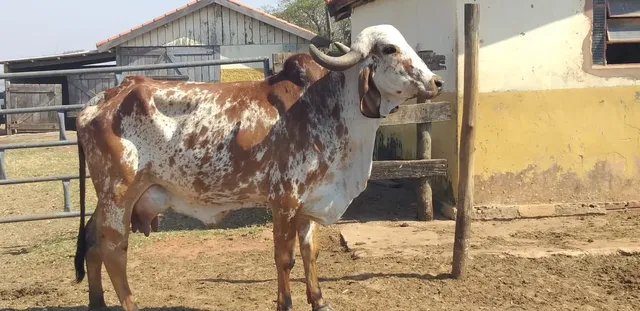 Vendo vaca gir