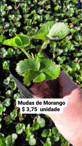 MUDAS DE MORANGO 