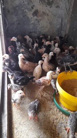 Vendo lote de pintinhos 
