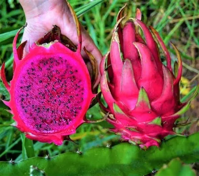 Pitaya 