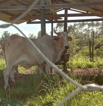 Uma vaca