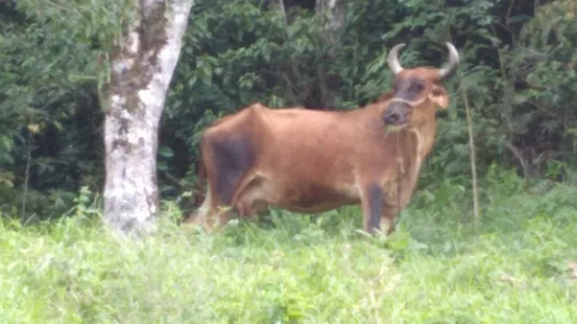 Vaca linda com bezzerrão