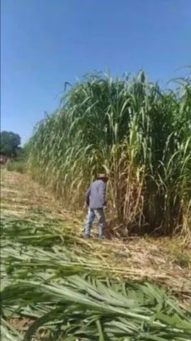 ELEFANTE BRS CAPIAÇU DA EMBRAPA A VENDA DE MUDAS ENTREGO EM ARACAJU 