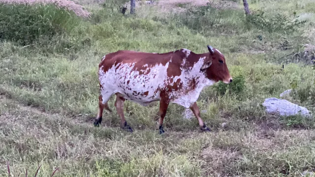 Vendo vaca Nelore pintada