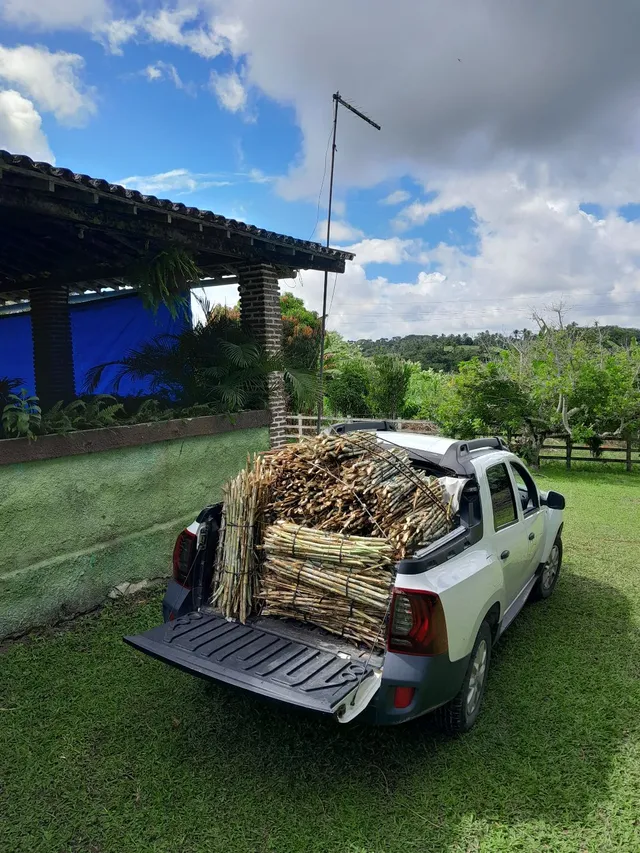 TENHO DISPONÍVEL MUDAS DO BRS CAPIAÇU O ELEFANTE MAIS FAMOSO DO BRASIL 