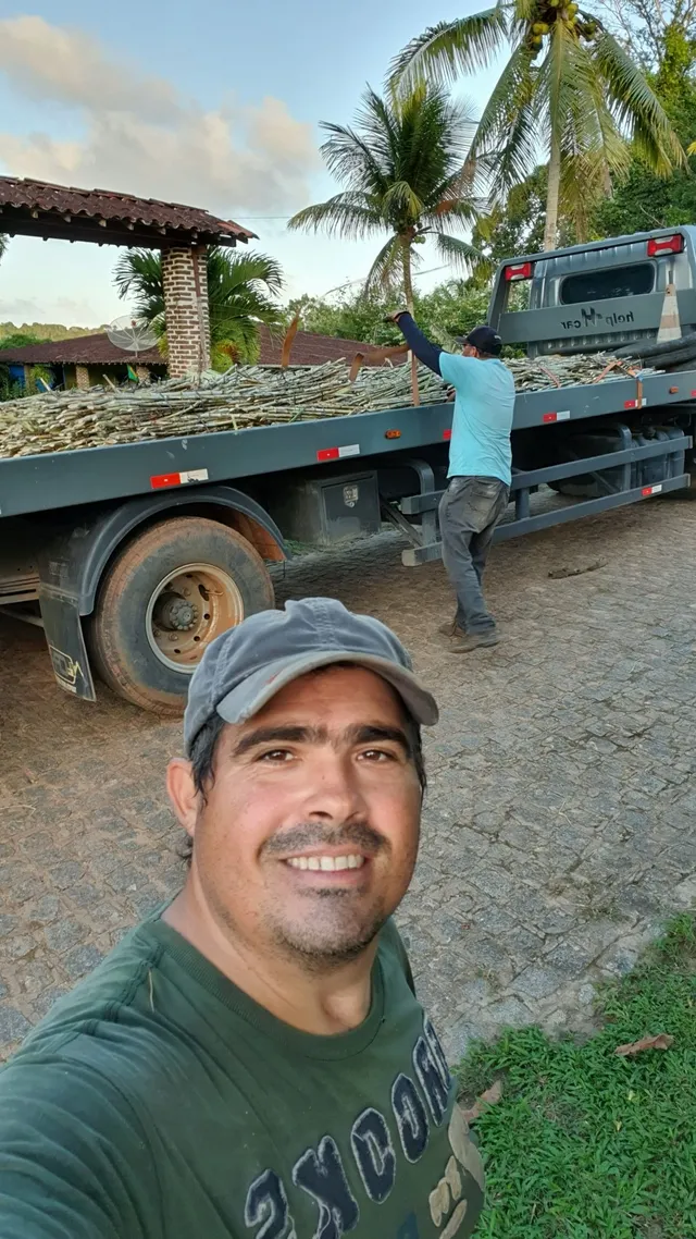 PLANTE O BRS CAPIAÇU DA EMBRAPA VENDO GEMAS MUDAS 