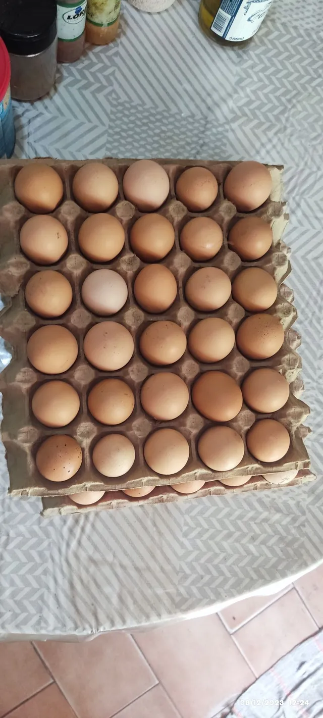 Ovos Galados Embrapa 51