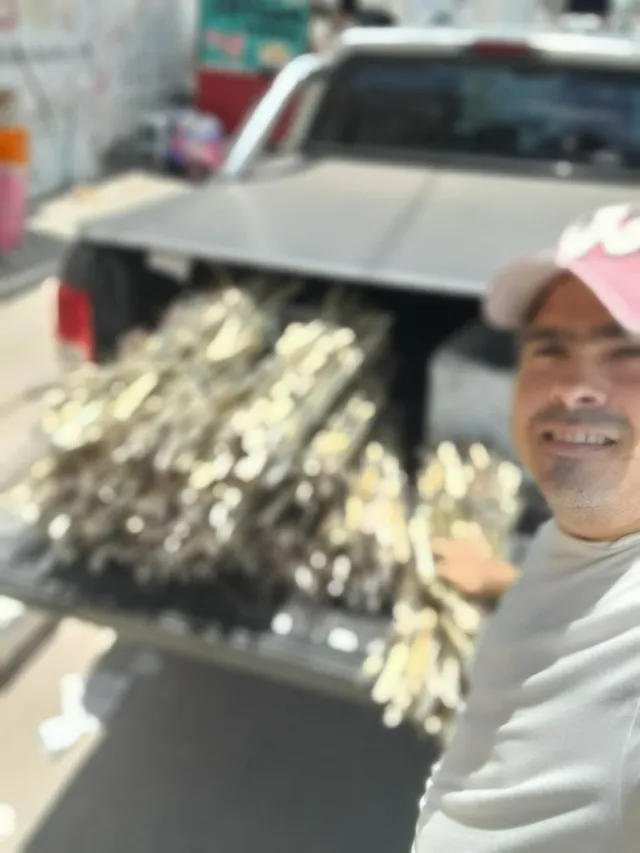 GEMAS A VENDA CAPIM ELEFANTE CAPIAÇU APENAS 0,25 CENTAVOS 
