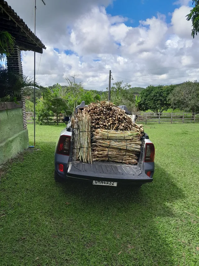TENHO MUDAS DO CAPIM DA EMBRAPA CAPIAÇU A VENDA 