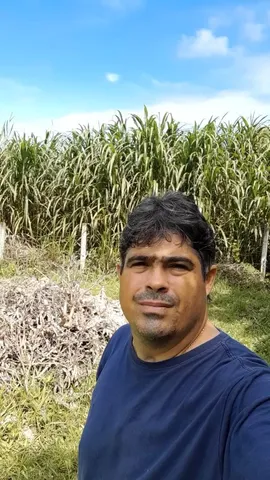 CAPIM ELEFANTE BRS CAPIAÇU A VENDA COM ENTREGA EM ARACAJU GRATIS 