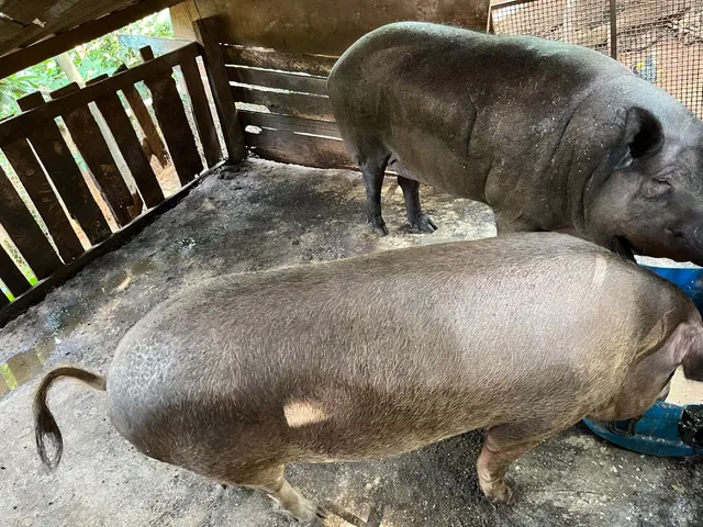 Porco caipira castrado. Somente o macho