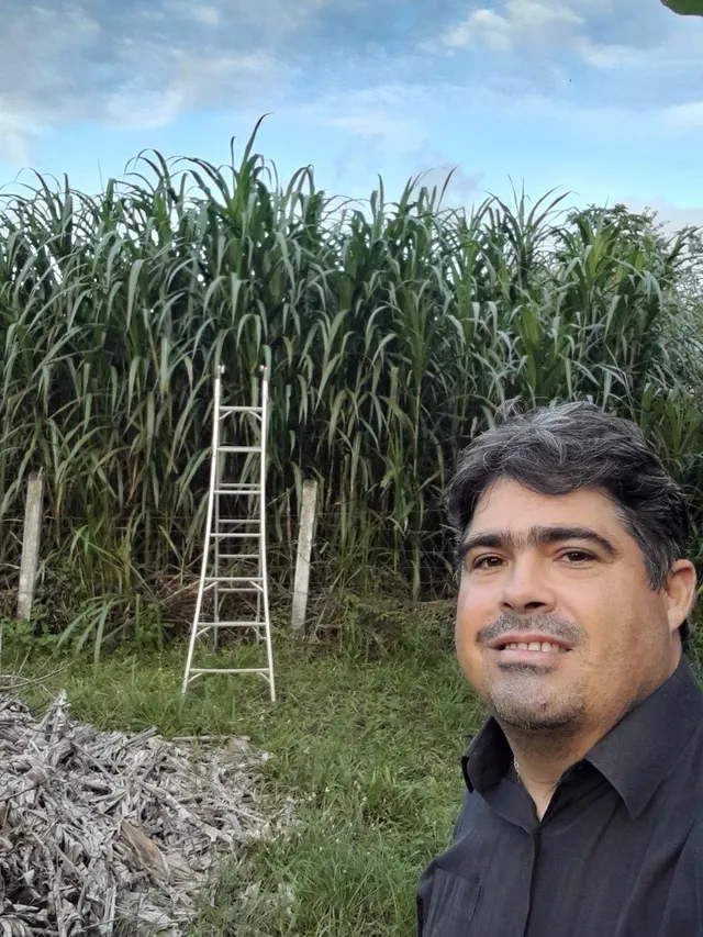 VENDO MUDAS GEMAS DO BRS CAPIAÇU DA EMBRAPA 