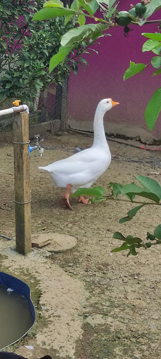 Gansos sinaleiros chinês