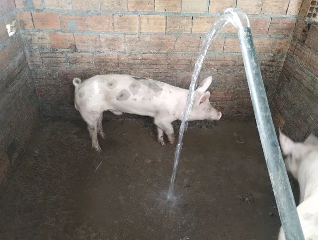 porco/ barão 