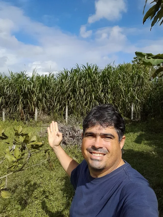 BRS CAPIAÇU A VENDA DE GEMAS E MUDAS DISPONÍVEL O ANO INTEIRO 