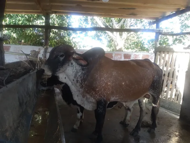 Boi girolando leiteiro e vaca girolanda leiteira