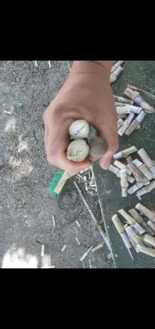 TENHO A PRONTA ENTREGA O BRS CAPIAÇU 