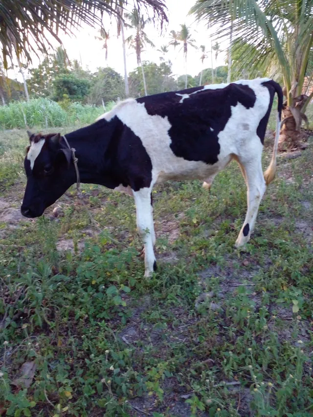 Vendo Bezerro 