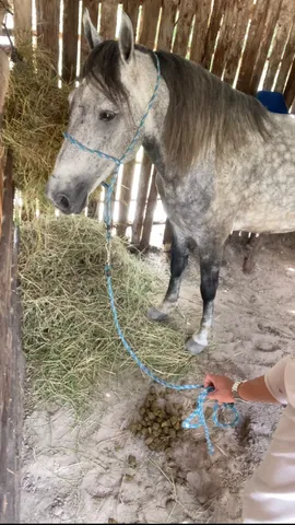 Cavalo,Égua,potro