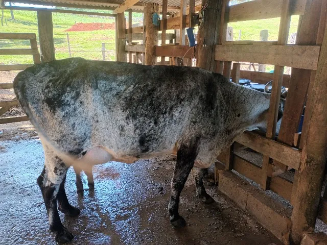 vaca de leite