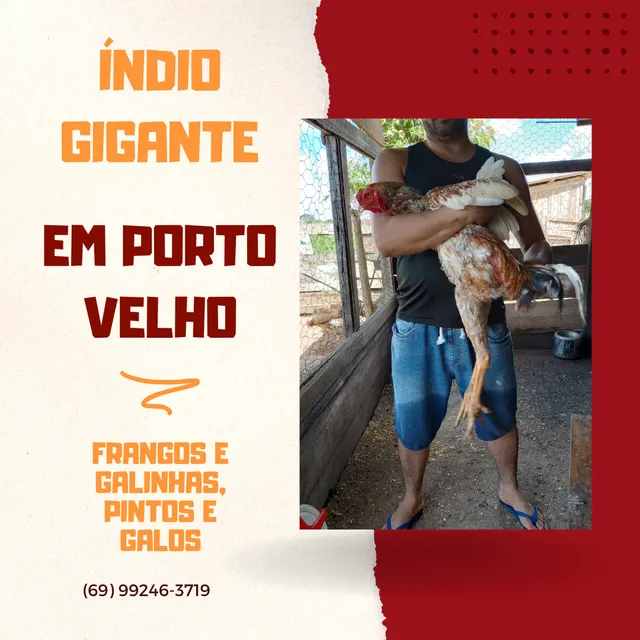 Galo índio gigante 