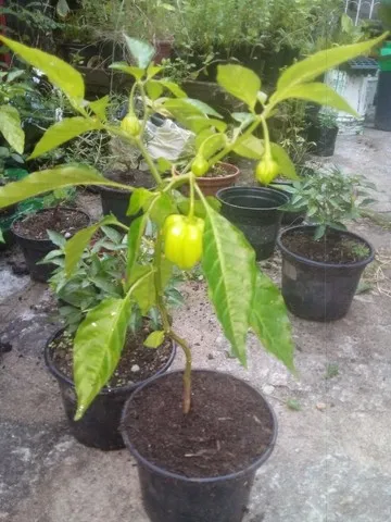 Pimentas Diversas Para Revenda