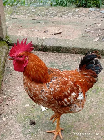 Vendo Galo caipira 