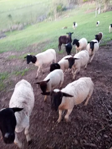 Ovelhas Dorper 