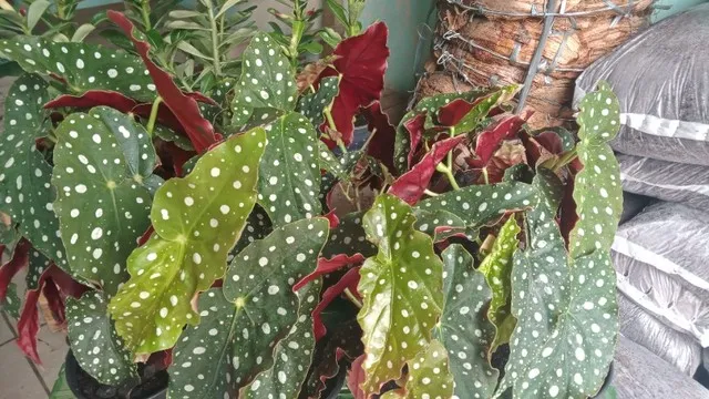 Plantas pra Revenda