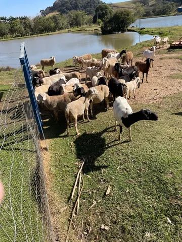 Ovelhas