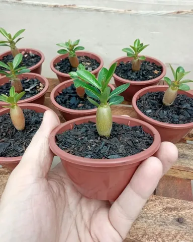 Mudas de Rosas do Deserto 3 a 5 meses no vasinho e adubadas