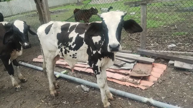 Vendo junto ou separado 