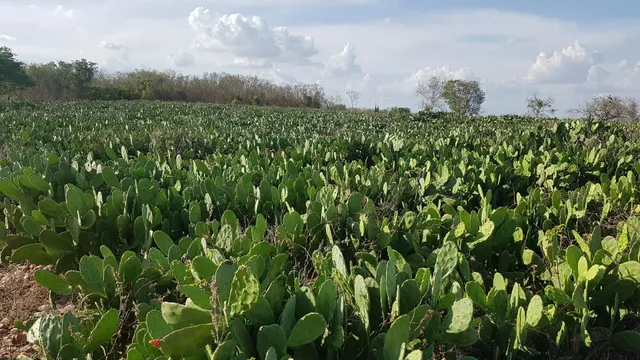 Folhas de Palma para sementes 