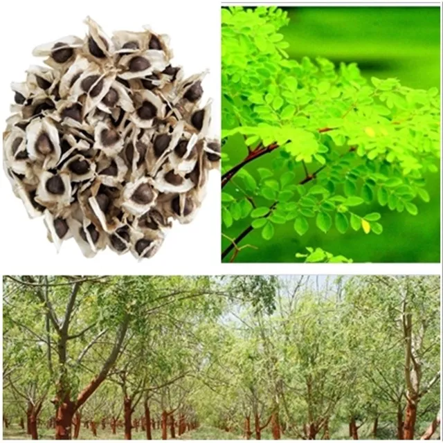 4 mil sementes de moringa para o plantio
