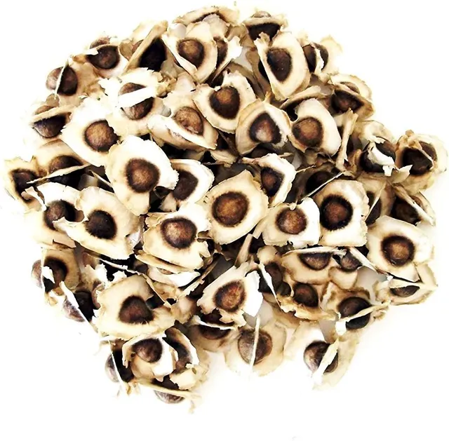 Sementes de moringa oleifera 