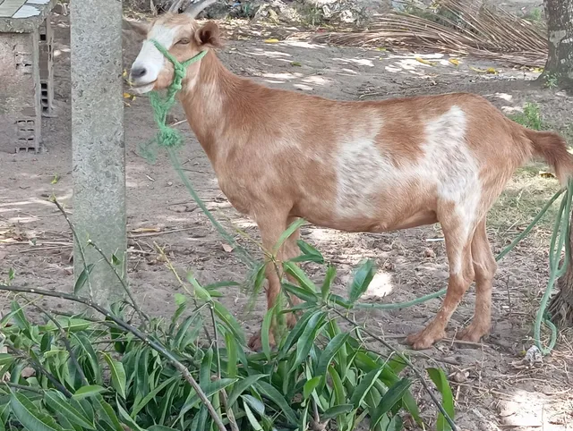 Cabra primeira cria, boa e gorda 