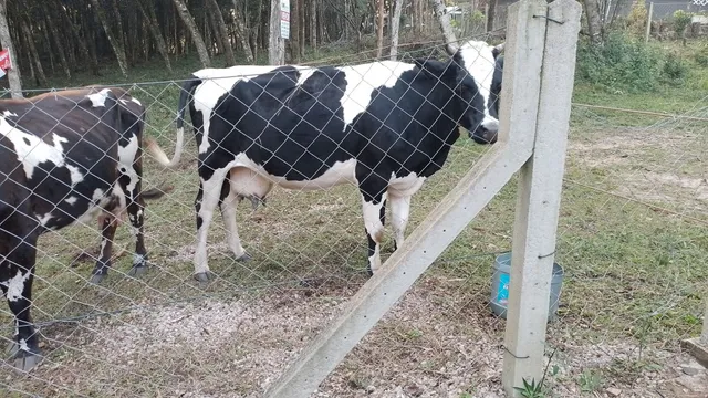 Vacas e bezerro a venda
