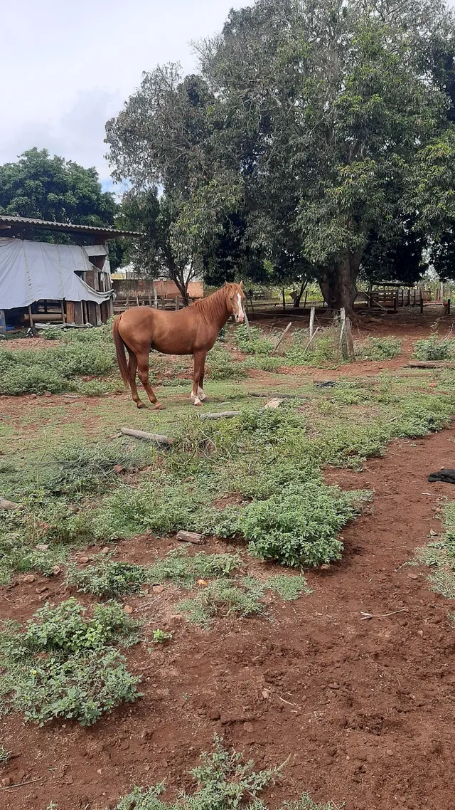 Cavalo 