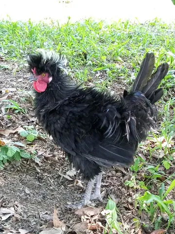 Galo Polonês Preto Topete Branco Frisado 
