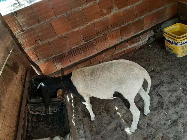 Vendo ovelha 