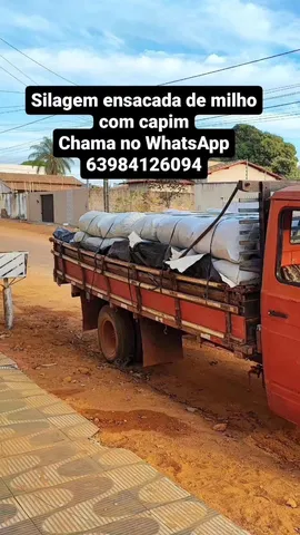 Silagem de milho com capim zuri Mombaça 