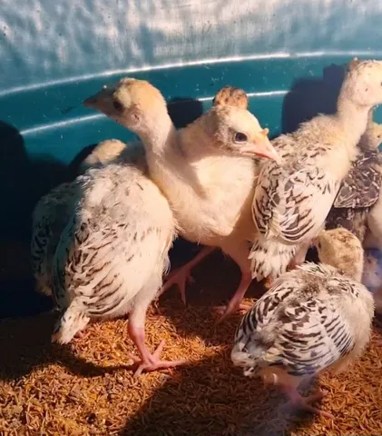 PERUZINHOSSS.