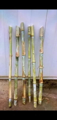 VENDO MUDAS DO BRS CAPIAÇU POR APENAS R$ 0,25 A GEMA 