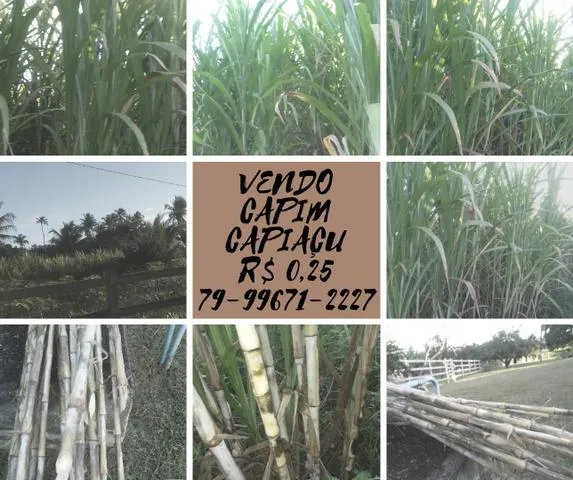 CAPIM CAPIÇU ORIGINAL POR APENAS R$0,25 CENTAVOS 