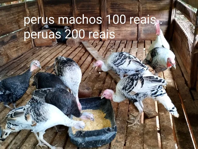 Perus 