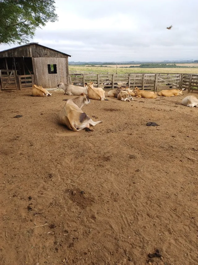 Vacas de leite 