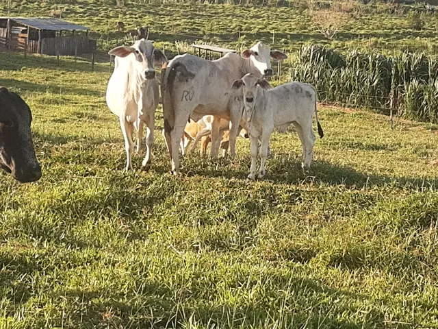 Vendo gado 