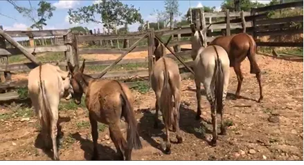 Mulas e burros