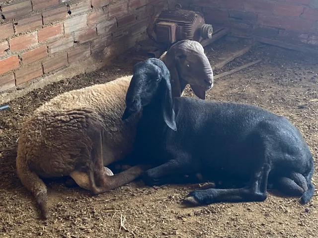 Esterco de ovinos e caprinos-piso de concreto