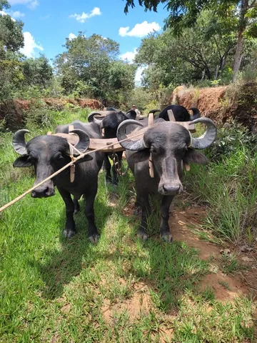 Búfalos Carreiros -Raridade!!!